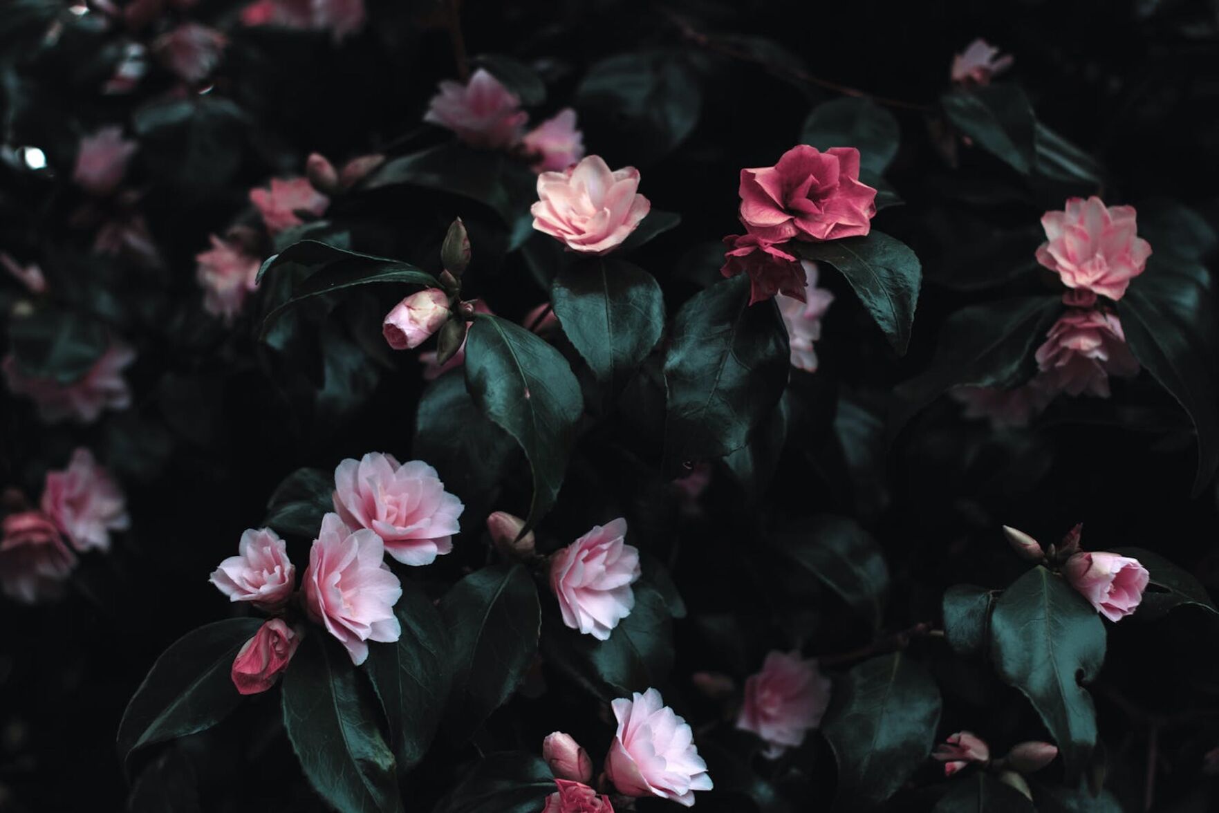 Courtesy of Lisa Fotios via Pexels